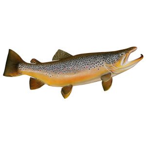 BrownTrout